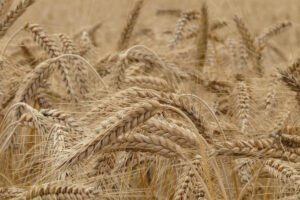 Plantação de trigo para produção de vários tipos de farinha de trigo