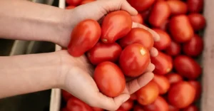 Mão segurando tomates sem graça