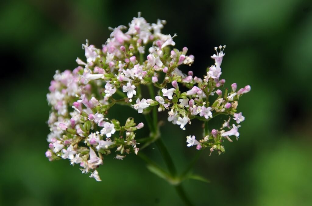 chás de valeriana ajudam a descansar melhor
