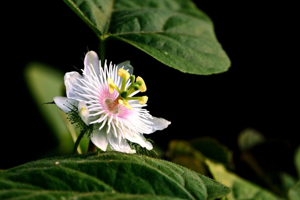 chás de passiflora ajudam a descansar melhor