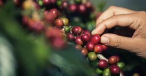 Importadores aceleram compras de café brasileiro antes da tarifa de 50% do governo Trump EUA