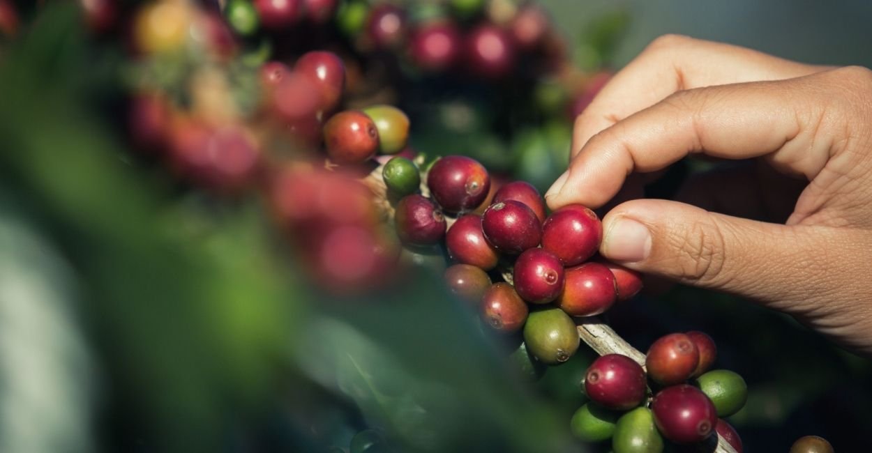 Importadores Aceleram Compras de Café Brasileiro Antes da Tarifa de 50%
