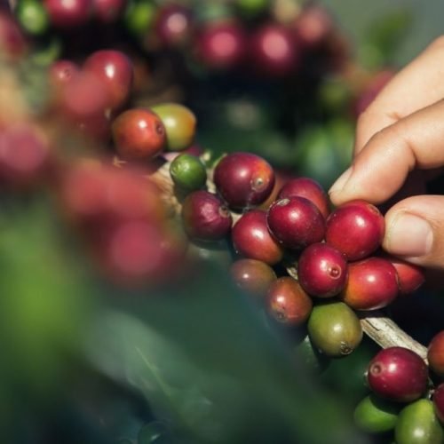 Importadores Aceleram Compras de Café Brasileiro Antes da Tarifa de 50%