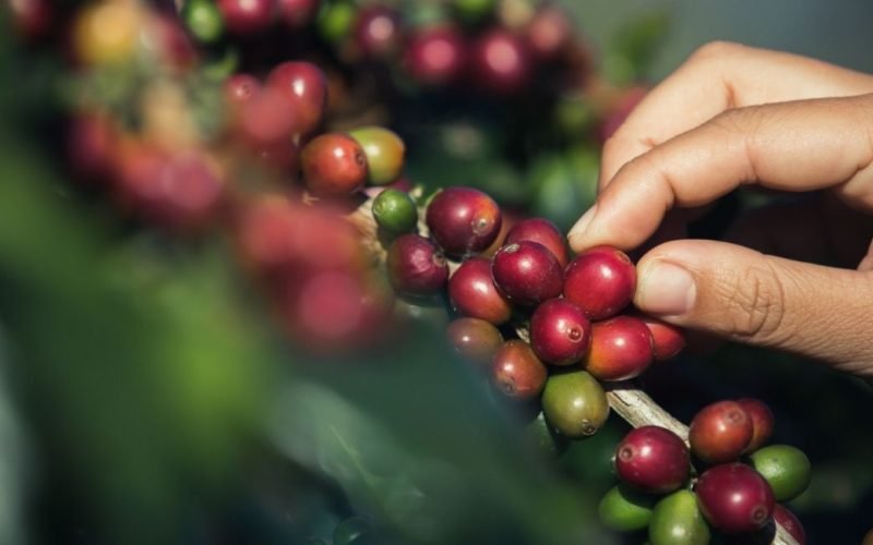 Importadores Aceleram Compras de Café Brasileiro Antes da Tarifa de 50%